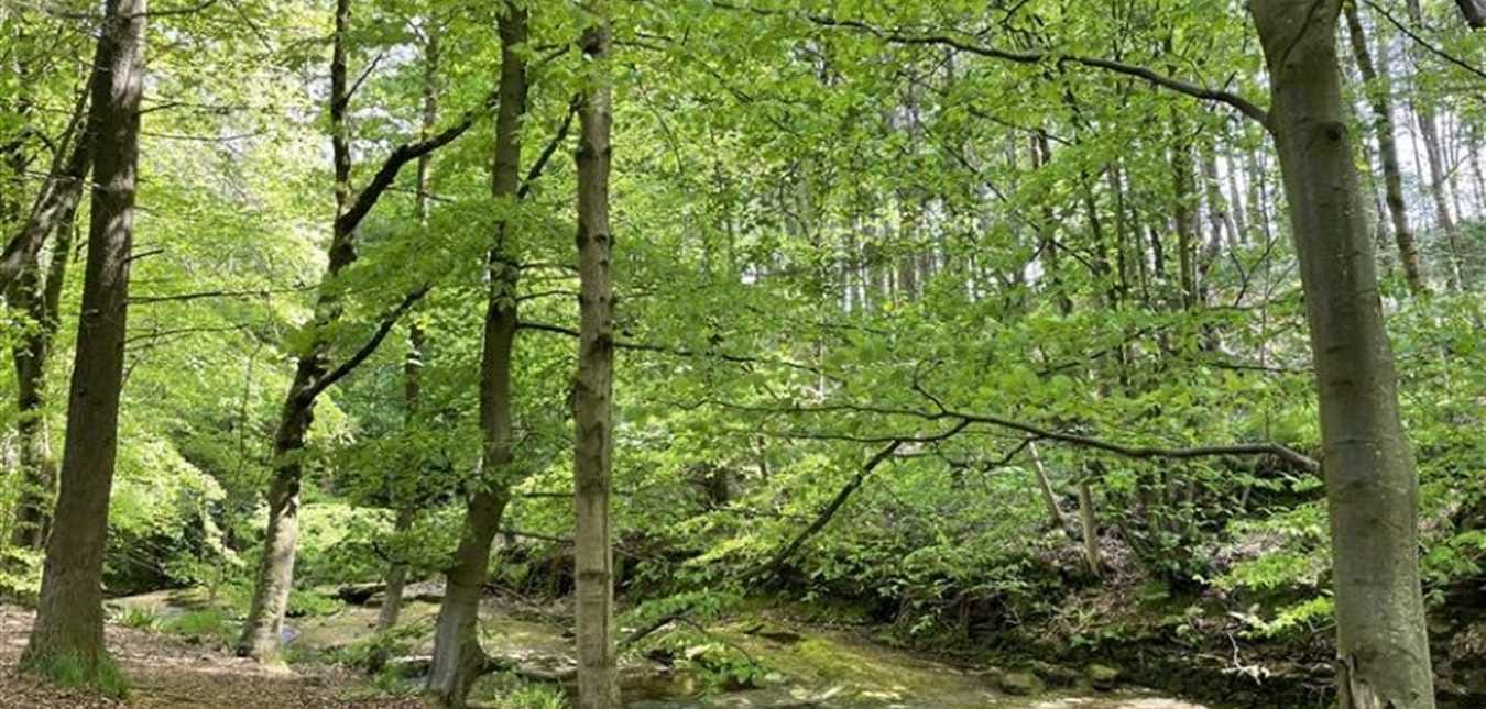 The Benefits Of Forest Schools